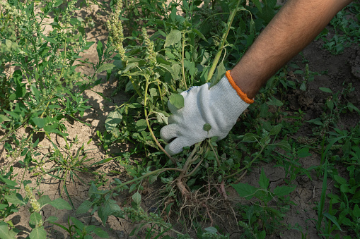 A hand removes weeds in the garden. Gardening concept