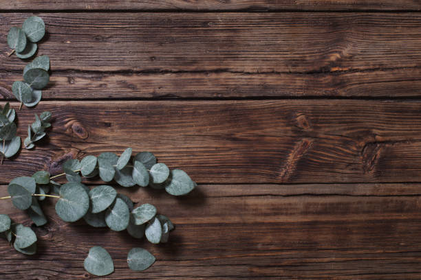 istock eucalyptus on old dark wooden background 1470753304