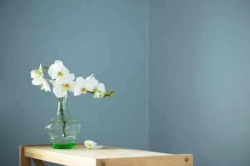 white orchid in vintage glass vase on wooden shelf on background wall
