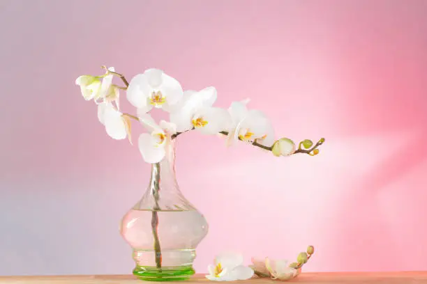 Photo of white orchid in vintage glass vase on wooden shelf on background wall