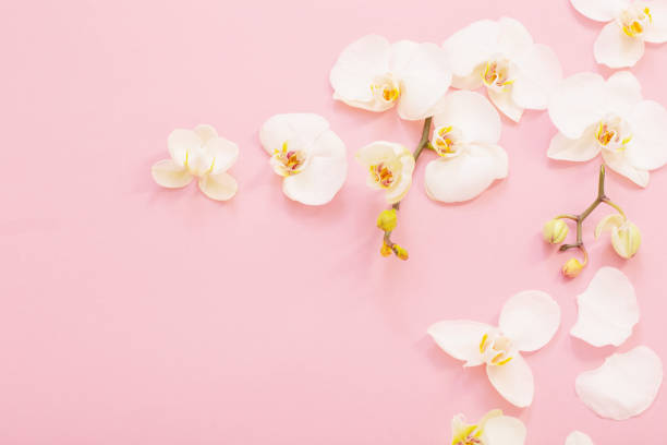 istock white orchid flowers on pink ackground 1470753365