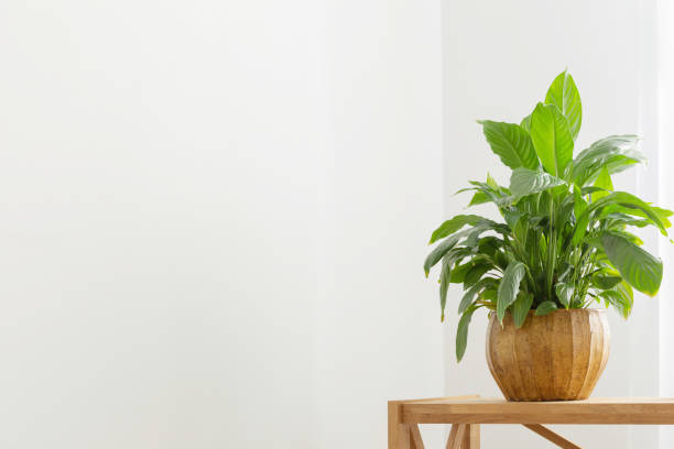 istock white home interior with houseplants on wooden shelf 1470753368