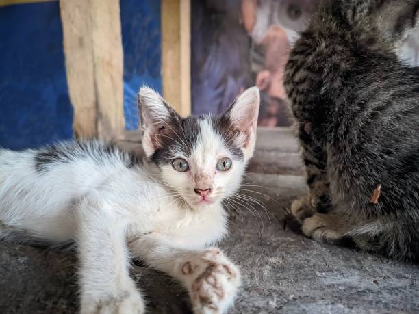 istock a cute small white kitten relaxing and looking up at camera 1470753526