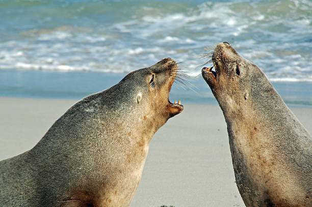 istock Two Australian Sea Lions 147075364