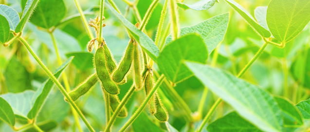 Unripe green pods of soybeans on the stems of plants growing in an agricultural field in the rays of the dawn sun, background, banner. Selective focus