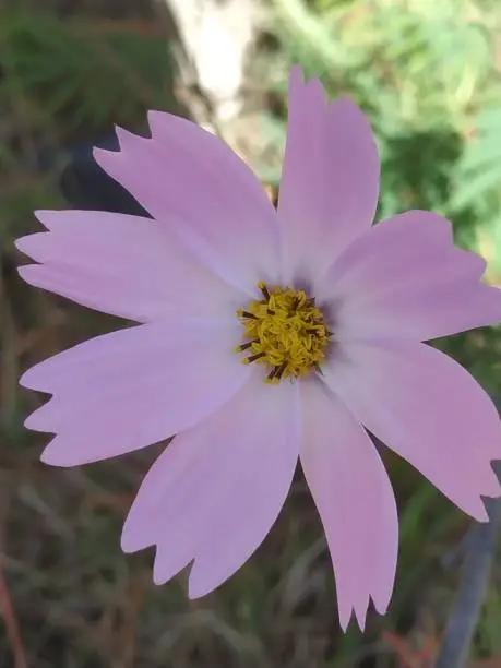 A pink cosmea flower growing in the garden against a blurred background