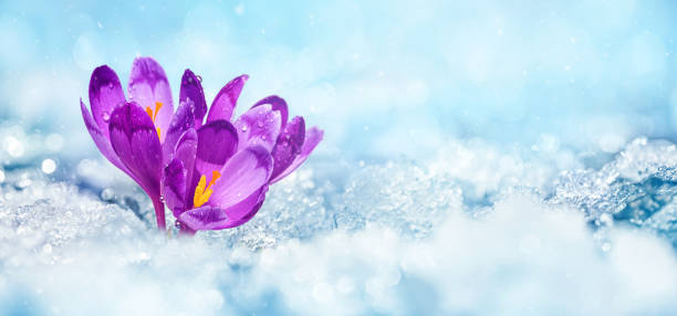 istock Crocuses - blooming purple flowers making their way from under the snow in early spring 1470753875