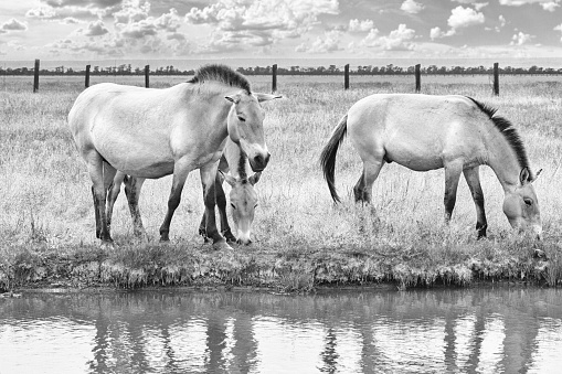 Summer landscape in black-and-white color - view of a herd of Przewalski's horses grazing near a reservoir in the dry steppe, Ukrainian nature reserve Askania-Nova, Ukraine