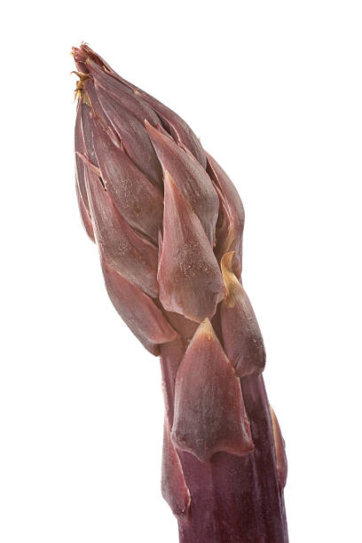 Purple Asparagus Tip stock photo