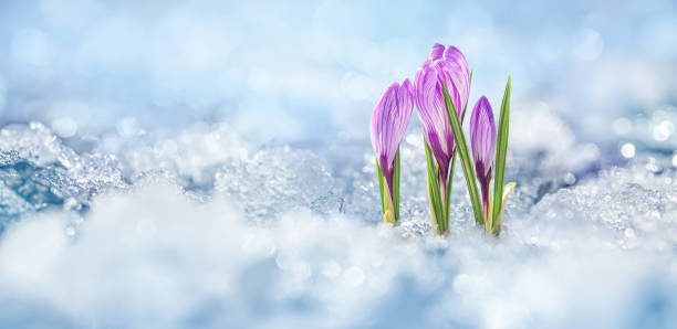 istock Crocuses - blooming purple flowers making their way from under the snow in early spring 1470754565