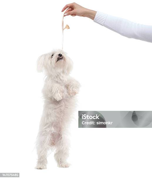 Foto de Maltese Terrier Chegar Para Comida e mais fotos de stock de Cão Maltês - Cão Maltês, Fundo Branco, Terrier