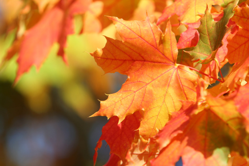 Colorful autumn leaves of a sugar maple tree