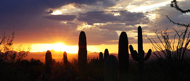 istock Panoramic View of the Desert 147075601