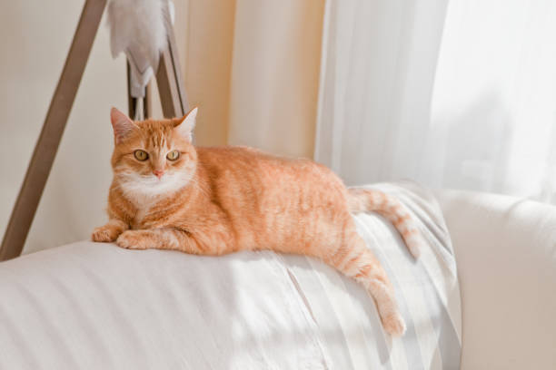 istock cute orange cat lying at sofa. lazy ginger tabby cat is lying on a sofa at home. sunny room 1470756508