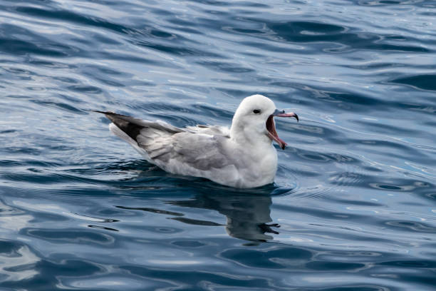 fulmar méridional en mer antarctique. bouche ouverte. réflexion sur l’eau. - fulmar photos et images de collection