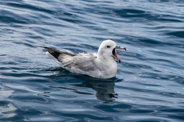 Southern Fulmar in Antarctic Sea. Mouth open. Reflection on water. Southern Fulmar (Fulmarus glacialoides) swimming in the Antarctic Sea. Mouth open, reflection on water's surface. fulmar stock pictures, royalty-free photos & images
