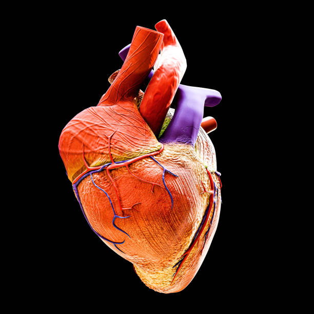 istock human heart isolated on black background 1470757205