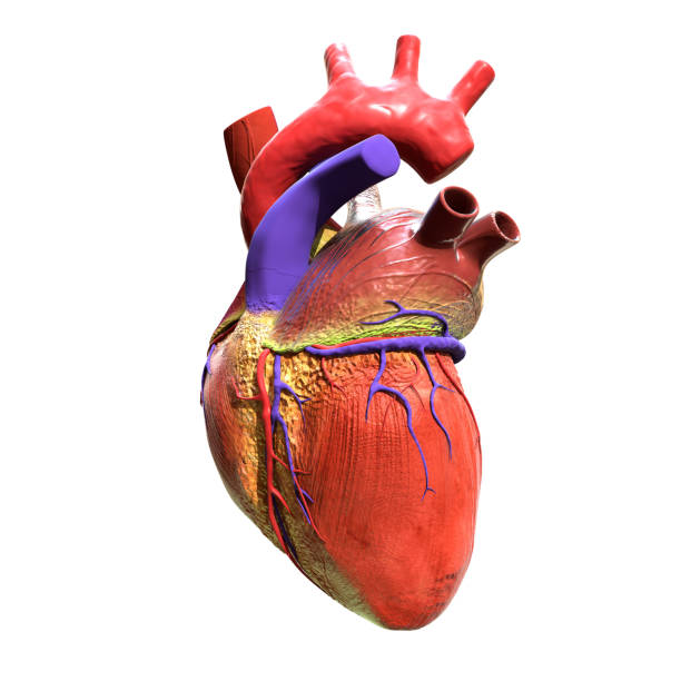 istock human heart isolated on white background 1470757246