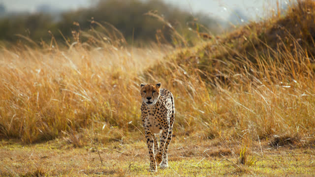 SLOW MOTION Cheetah jogging in sunny,grassy field on wildlife reserve