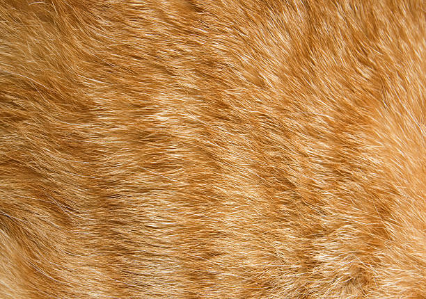 Close-up of fur on an orange cat Close-up of ginger cat fur for texture or background animal hair stock pictures, royalty-free photos & images