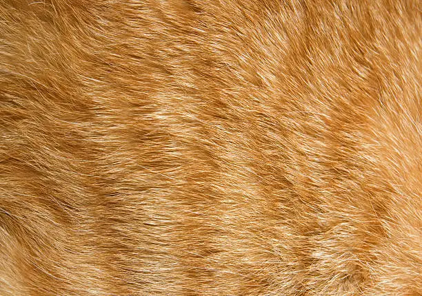 Photo of Close-up of fur on an orange cat