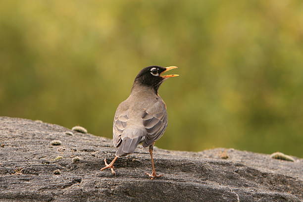 Robin Calling 1,000+ Robin Bird Song Stock Photos, Pictures & Royalty-Free Images ...
