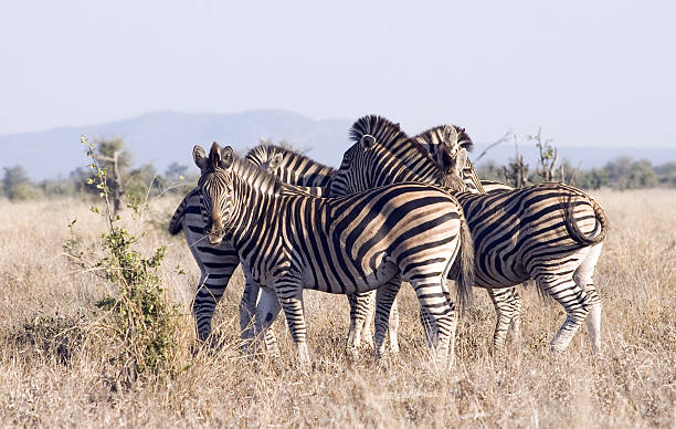 istock Group of zebra in the Kruger National Park 147075830