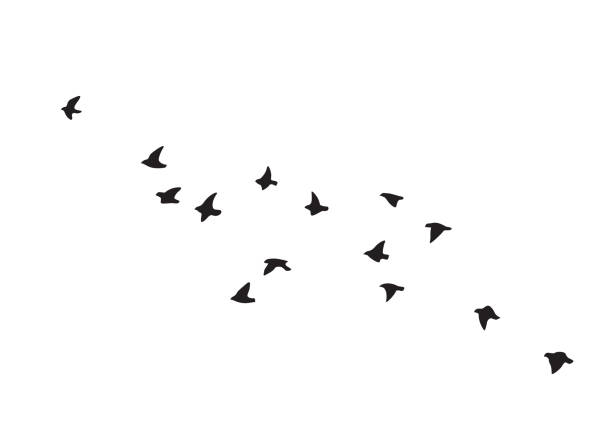 Flying Birds Group Vector Silhouette Black silhouette of flying birds group isolated on white background. Vector design element. Bird flock simple illustration. birds flying in v formation stock illustrations