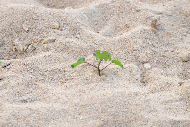 istock Rise life plant growing on grought land 1470758927