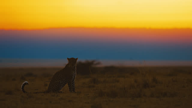 Side view leopard sitting in tranquil wildlife reserve field at sunset
