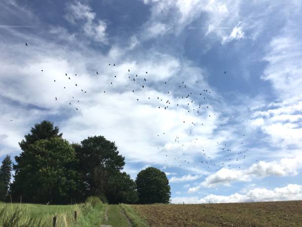 istock Many birds flying over landscape in blue sky 1470759623