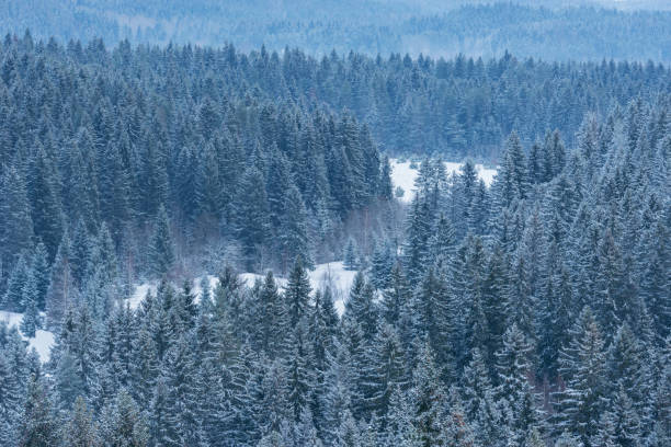 istock Spruce trees forest in the mountains. 1470760562