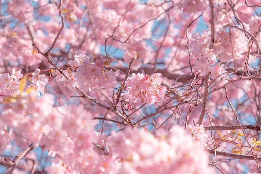 Pink cherry tree blossom flowers at spring over natural blue sky background
