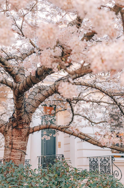 istock Cherry blossom flowers on a tree in Notting Hill, London, UK 1470760965