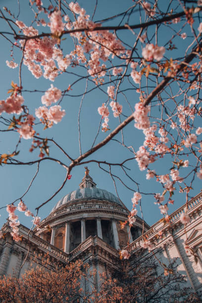 istock St. Paul's Cathedral with pink cherry blossoms trees during Spring time in London, UK 1470760972