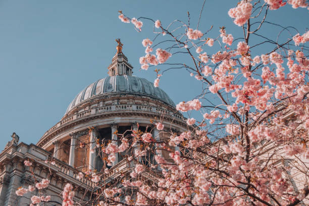 istock St. Paul's Cathedral with pink cherry blossoms trees during Spring time in London, UK 1470760973