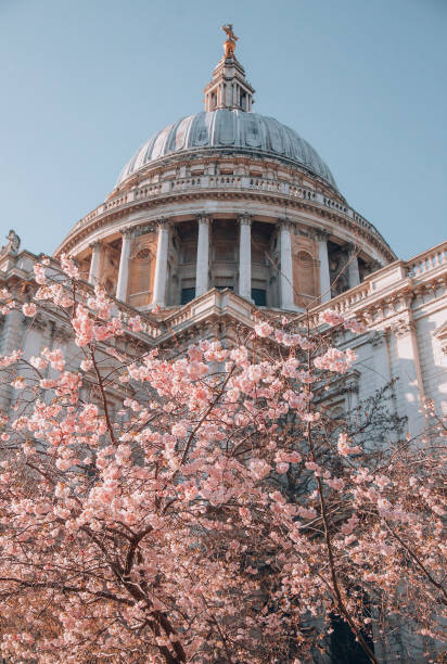 istock St. Paul's Cathedral with pink cherry blossoms trees during Spring time in London, UK 1470760976