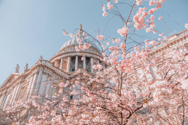 istock St. Paul's Cathedral with pink cherry blossoms trees during Spring time in London, UK 1470761007