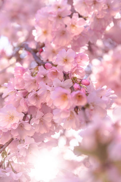 벚꽃 꽃과 선샤인 - spring vertical cherry blossom color image 뉴스 사진 이미지