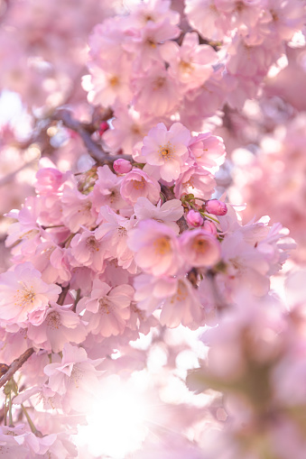 Pink cherry tree blossom flowers at spring over natural blue sky background