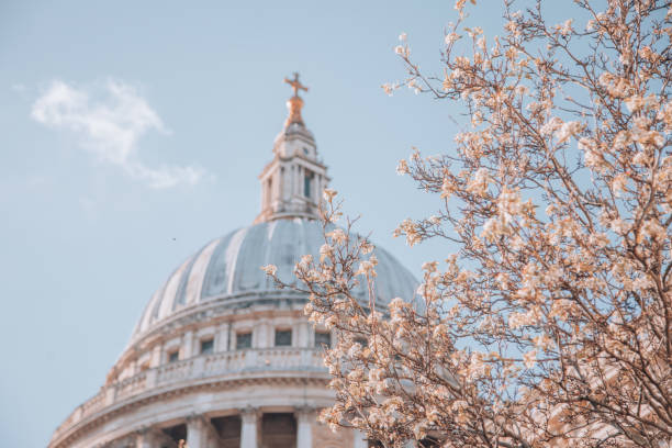 istock St. Paul's Cathedral with pink cherry blossoms trees during Spring time in London, UK 1470761055