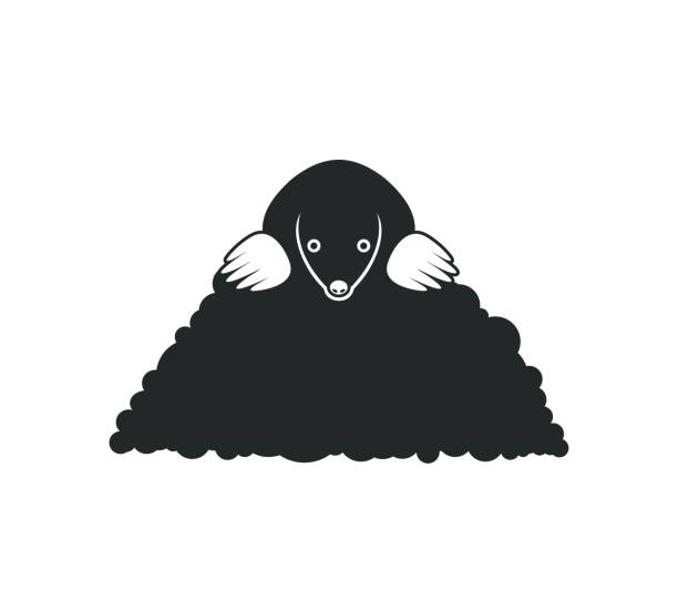 Mole logo. Isolated mole on white background Vector EPS10 mole animal stock illustrations