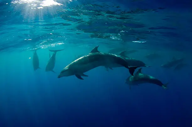 Photo of Pod of Atlantic Bottle Nosed Dolphin