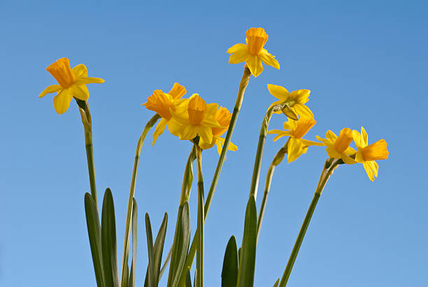 istock The flowers of spring 147076183