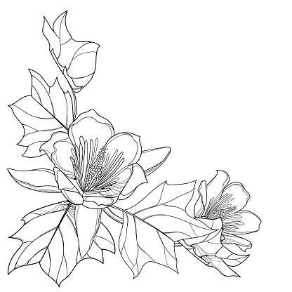 Vector corner bunch of outline Liriodendron or tulip tree flower and leaves in black isolated on white background. Decorative Tulip tree in contour style for summer coloring book.
