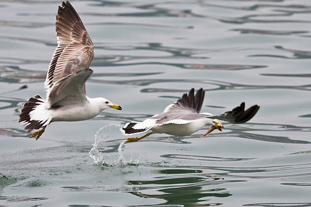 Seagull Bird Fighting for Fish stock photo