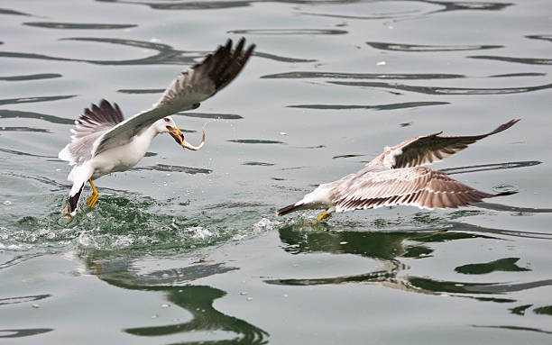 Seagull Bird Fighting for Fish stock photo