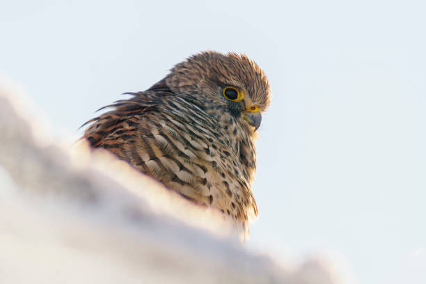 A beautifully detailed depiction of a falcon perched gracefully upon a textured wooden stump, highlighting the intricate detail and patterns in its feathers, set against a tranquil, earthy backdrop in South Africa.