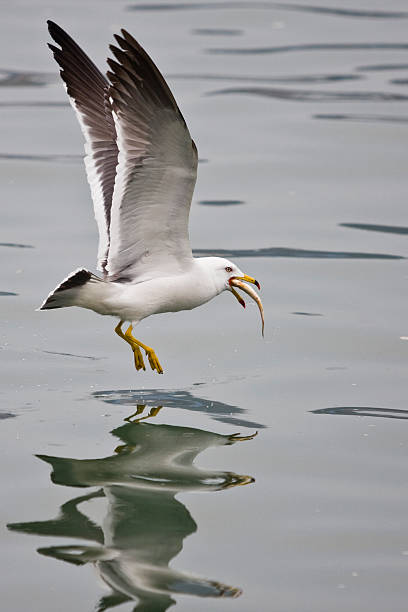 Seagull Bird Catch Fish stock photo