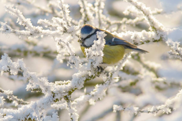 istock blue tit on snowy branches in cold winter time 1470766330